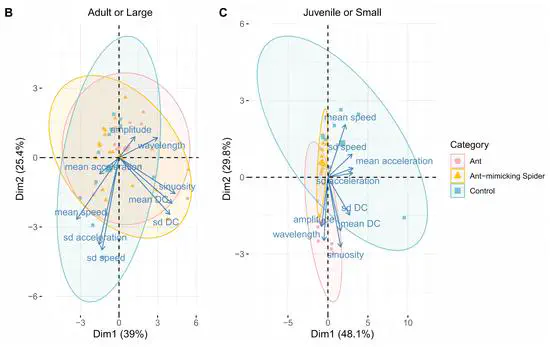 Imperfect Ant-mimicry in a Wolf Spider Species