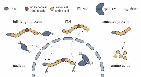 Perfecting Genetic Code Expansion (GCE) Technique