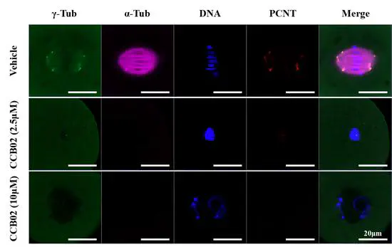 CCB02 Inhibits Mouse Oocyte Meiosis